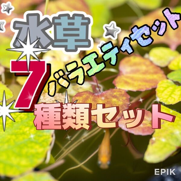 バラエティー7種類セット アナカリス マツモ草 ウォータークローバー 他