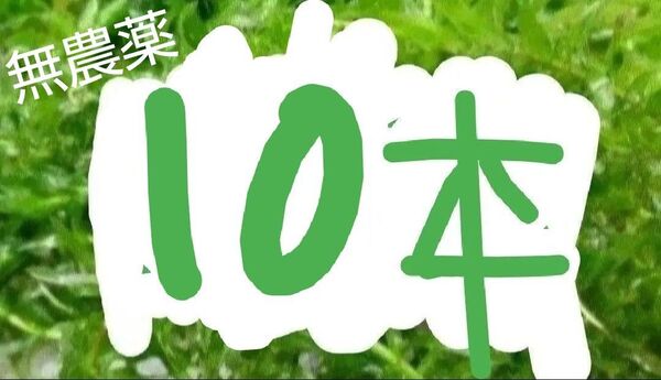 アナカリス 無農薬 水草 10本