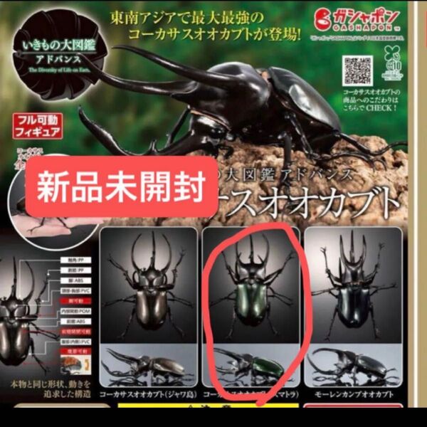 【新品未開封】いきもの大図鑑アドバンス コーカサスオオカブト ガチャガチャ カブトムシ バンダイ ガシャポン BANDAI