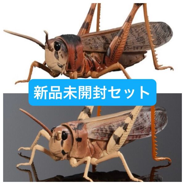 【新品未開封】いきもの大図鑑アドバンス トノサマバッタ BANDAI バンダイ ガチャガチャ カプセルトイ フィギュア