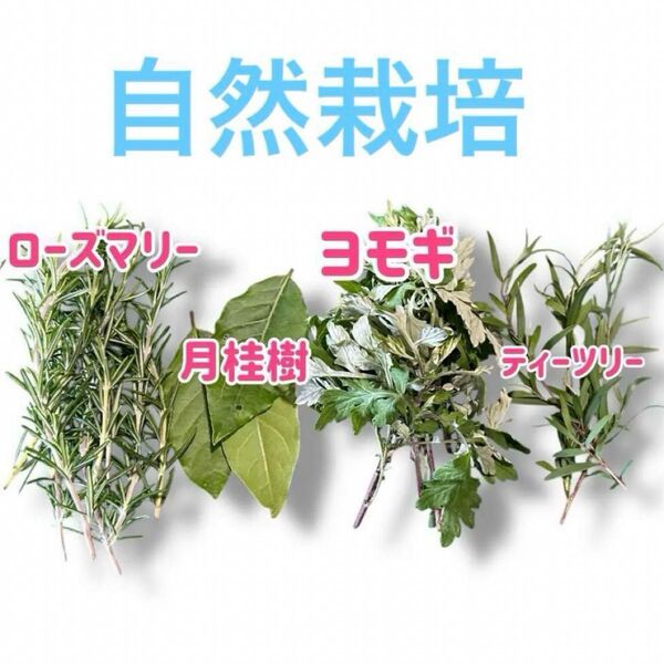 ローズマリー 月桂樹 ヨモギ ティーツリー ミックス50g ハーブ 自然栽培