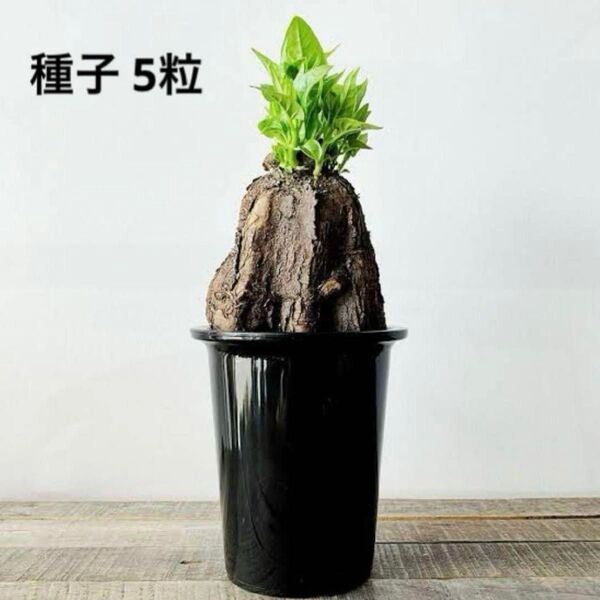 種子5粒 ミラビリス ジャラパ 希少 塊根植物 コーデックス ③