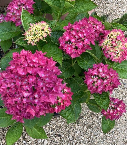 ② 紫陽花 鉢植え 赤 アジサイ あじさい