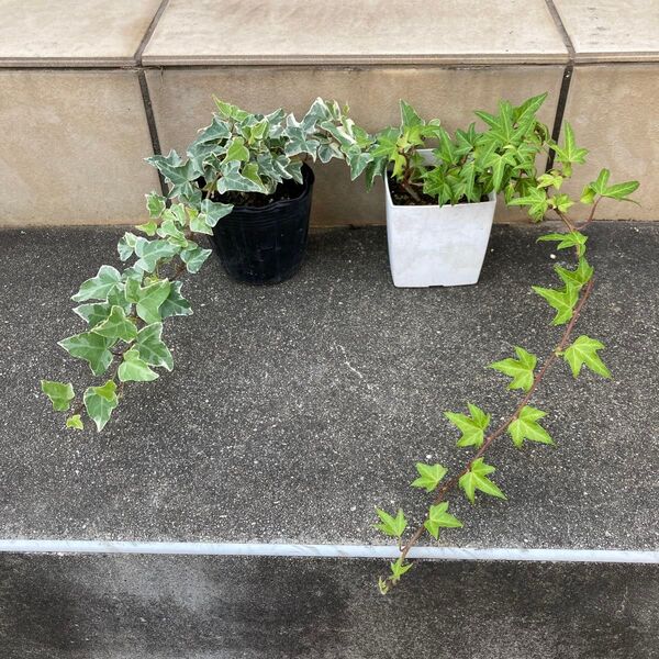 アイビー ヘデラ 抜き苗 観葉植物 2種類