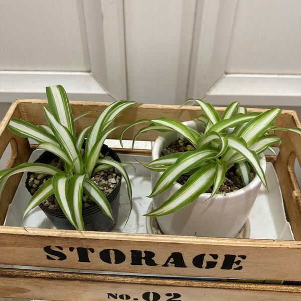 オリズルラン 抜き苗 観葉植物