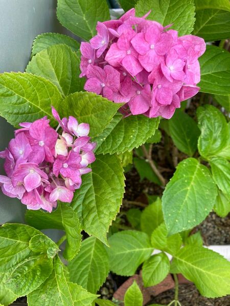 ② °紫陽花 挿し穂 5本 ピンク 紫