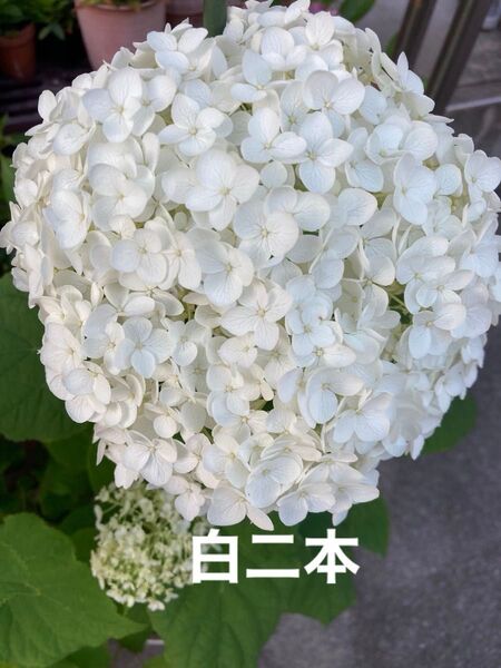 アナベル 挿し穂 白 アジサイ 紫陽花 挿し木 二本