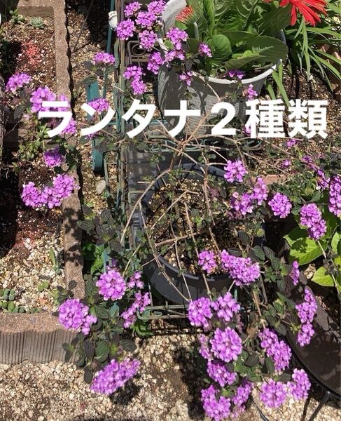 コバノランタナ ランタナ 挿し穂