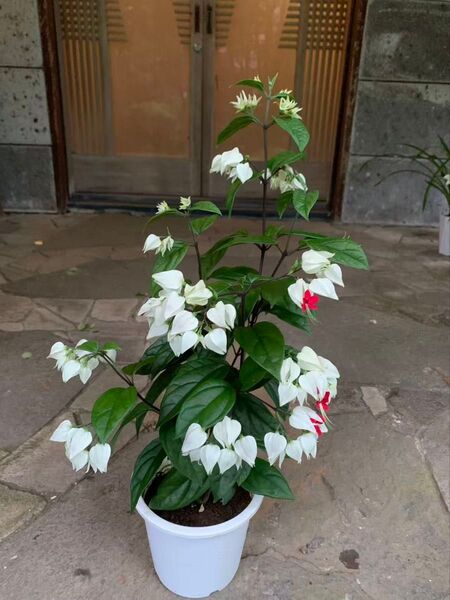 希少 ゲンペイカズラ 観葉植物 鉢ごと発送