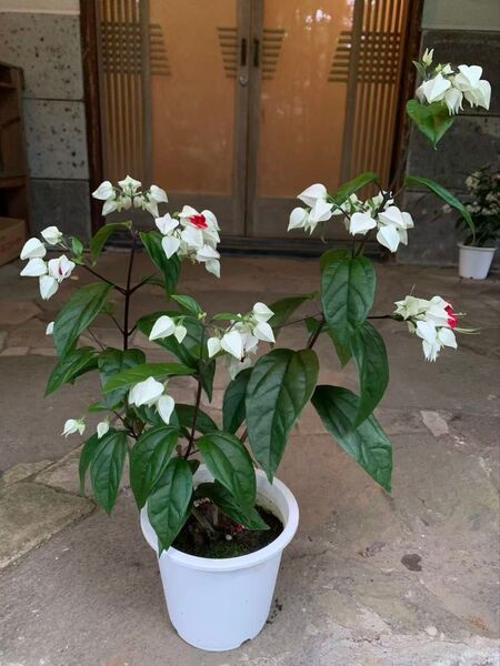 希少 ゲンペイカズラ 観葉植物 鉢ごと発送