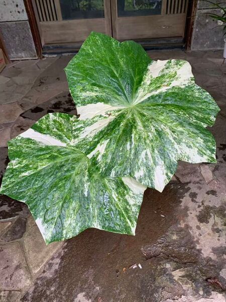 斑入り八角蓮 赤花 鉢ごと発送