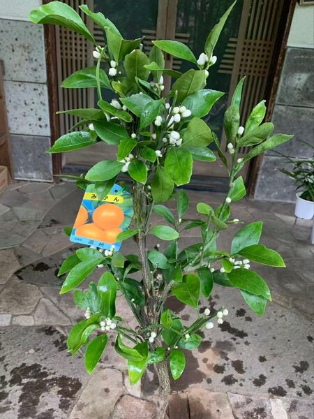 温州蜜柑苗木 果樹 鉢ごと発送