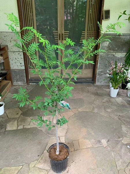 無農薬 朝倉山椒 実が付き 鉢ごと発送