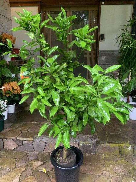 無農薬 青島蜜柑の苗木 特大株 果樹