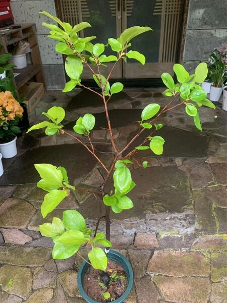 珍しい 黒柿 甘い 果樹苗木 鉢ごと発送