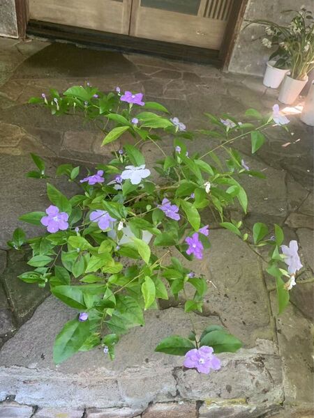 ニオイバンマツリ 苗・株 花木・観葉植物