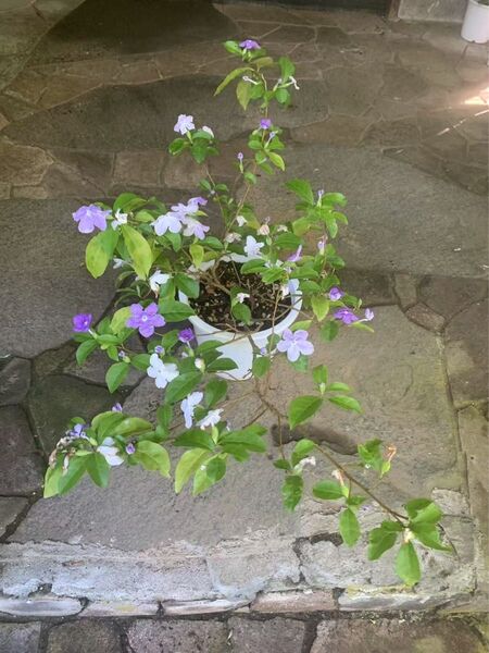 ニオイバンマツリ 苗・株 花木・観葉植物