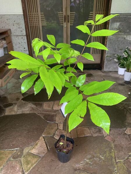 無農薬 ペカンナッツ苗木 果樹
