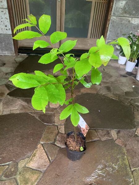 無農薬 ペカンナッツ苗木 果樹