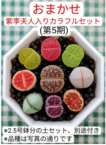 S351 土付き 紫李夫人入り おまかせ カラフルセット多肉植物リトープス抜き苗