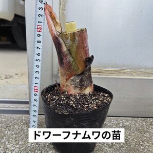 【耐寒性】ドワーフナムワバナナの苗