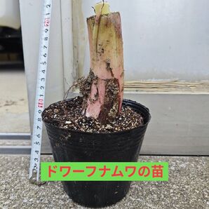 【耐寒性】ドワーフナムワバナナの苗