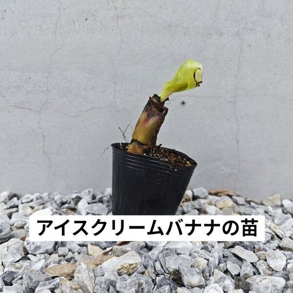 【ミニサイズ】【強耐寒性】アイスクリームバナナの苗