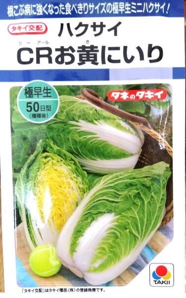 【冷涼地7月~中間・暖地8月~】ミニ白菜 CRお黄にいり 種25粒(タキイ交配)