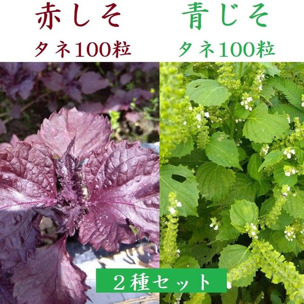 青じそ 赤しそのタネ 各100粒セット 農薬不使用 シソ 大葉 2024年採種