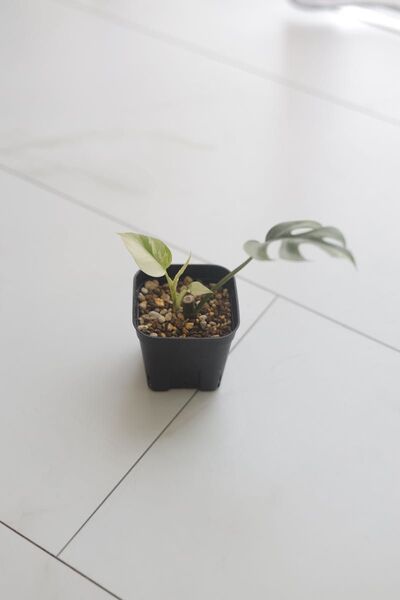 ヒメモンステラ 斑入り