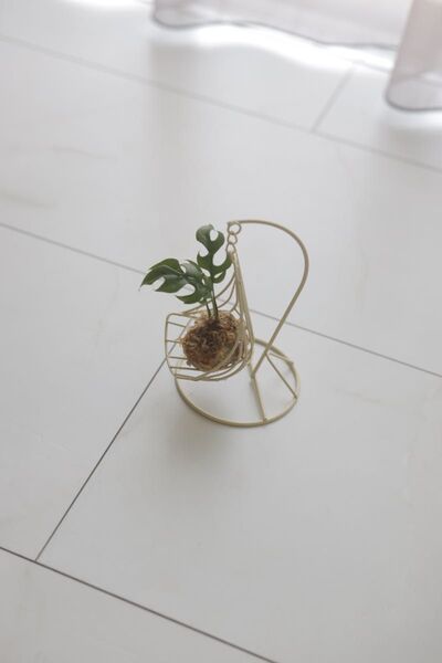ヒメモンステラ 苔玉
