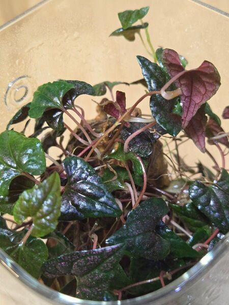 ピペル sp. Carranglan Luzon KSB便 ②