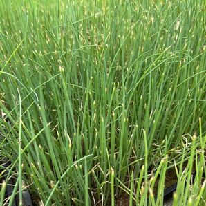 白ネギ 苗 農家 家庭菜園 畑 露地栽培