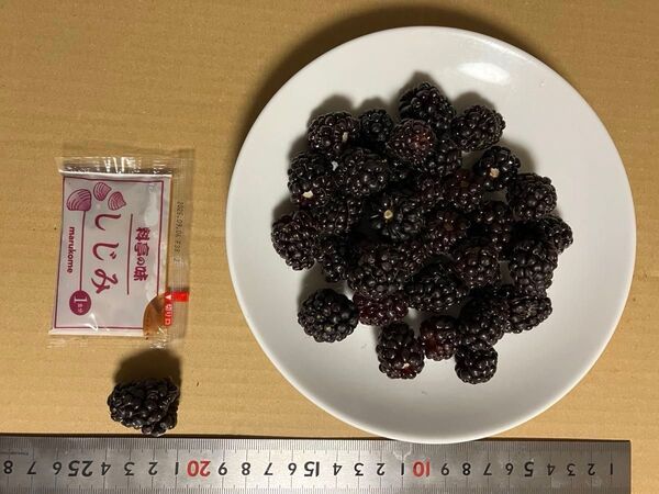 トゲなし大実ブラックベリーA 大苗