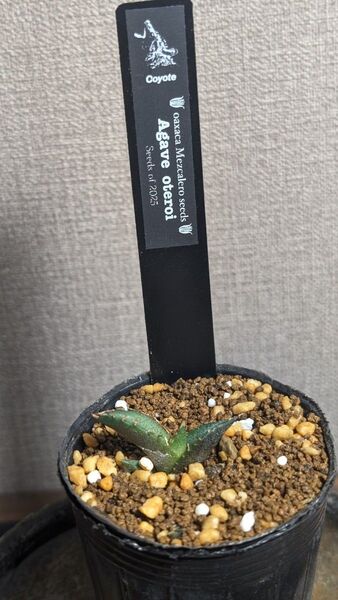 【激レア】"MEZCALERO" seeds OTEROI(コヨーテプランツ)