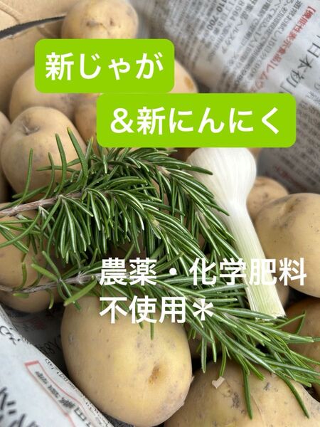 新じゃがいも&新にんにく 男爵 1.4〜1.5㎏ 農薬化学肥料不使用で安全安心♪