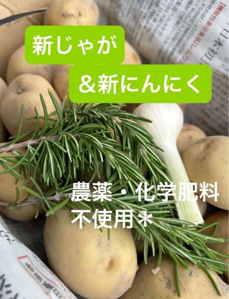 新じゃがいも&新にんにく 男爵 1.4〜1.5㎏ 農薬化学肥料不使用で安全安心♪