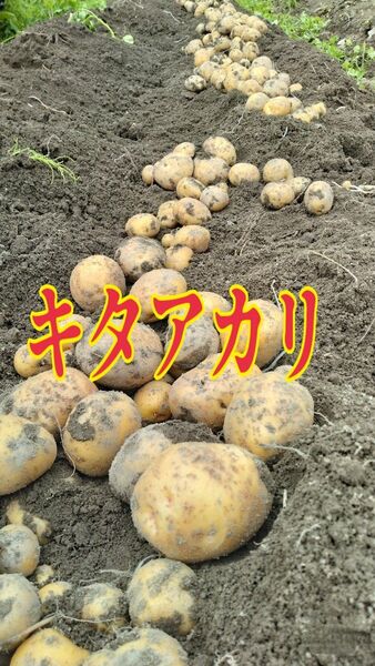 【訳あり】じゃがいも キタアカリ 約23キロ