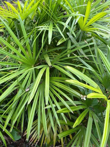 シュロチク 観葉植物