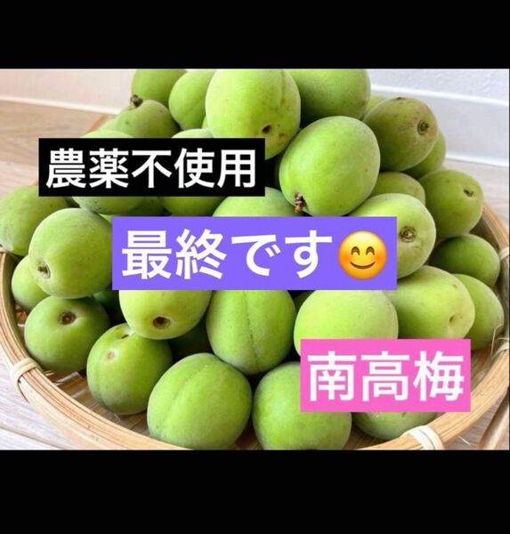 農薬不使用 徳島県産 南高梅 1kg 無農薬