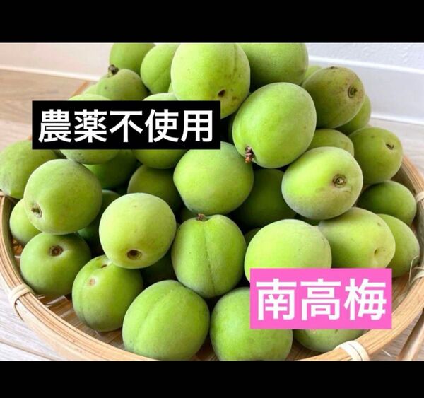 農薬不使用 徳島県産 南高梅 2kg 無農薬 青梅