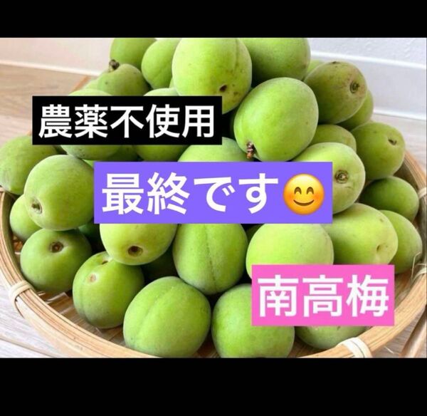 農薬不使用 徳島県産 南高梅 2kg 無農薬