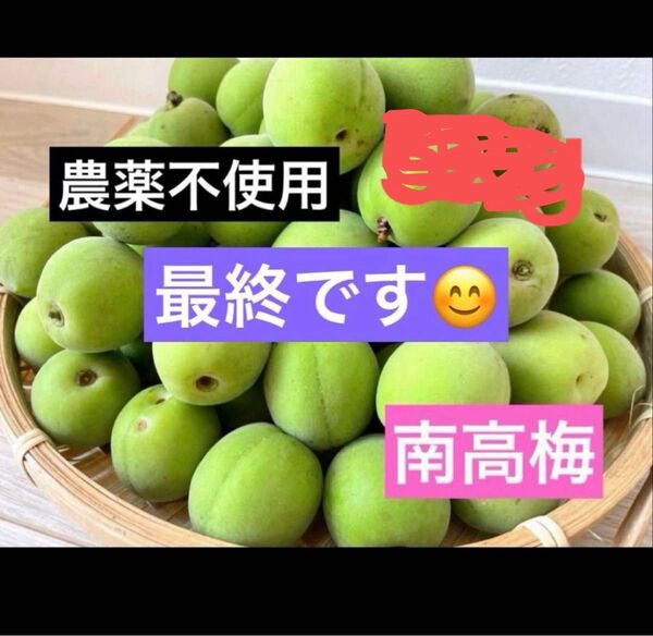 農薬不使用 徳島県産 南高梅 10kg 無農薬
