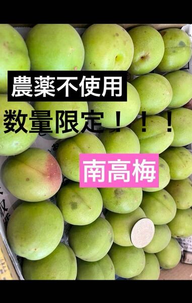 農薬不使用 徳島県産 南高梅 2kg 無農薬 青梅