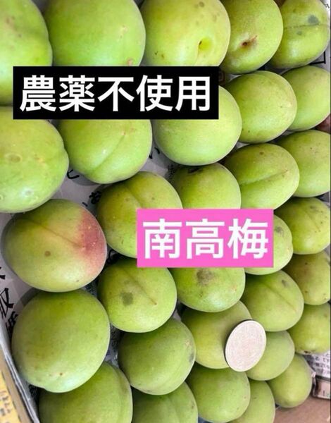 農薬不使用 徳島県産 大きめの南高梅 2kg 無農薬 梅