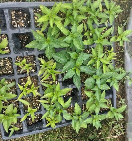 無農薬 唐辛子 鷹の爪の苗 3本 北海道より