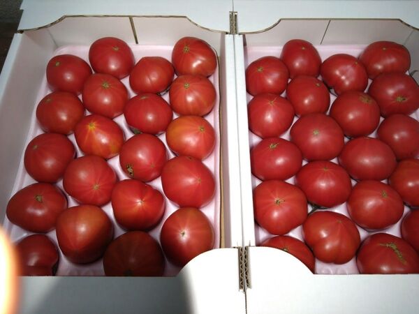 長崎県産「フルーツトマト」2箱セット