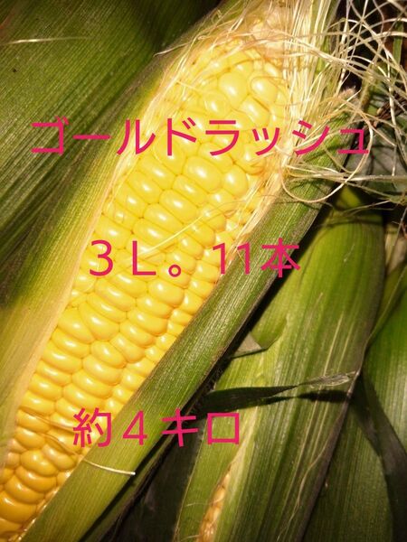 長崎県産。スイートコーン「ゴールドラッシュ」3L。11本。約4キロ