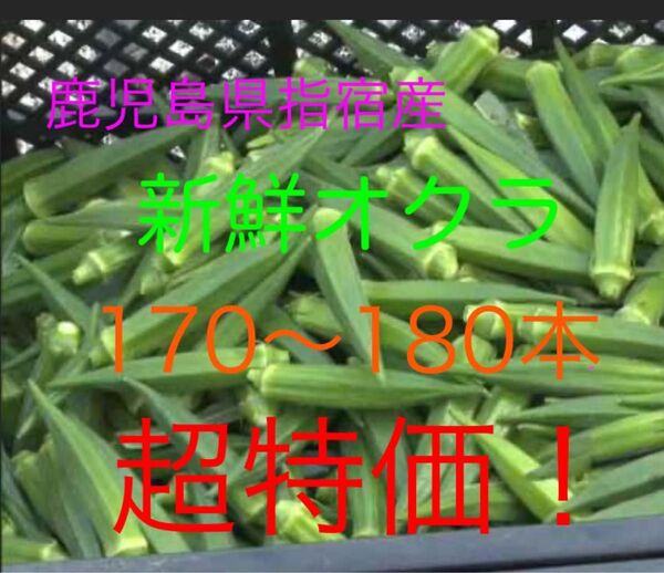 鹿児島県指宿産 新鮮オクラ 170本以上 超特価!