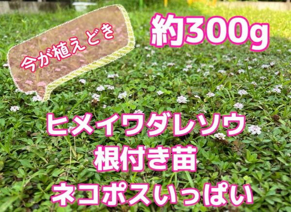ヒメイワダレソウ 根付き苗 約300g ネコポスいっぱい